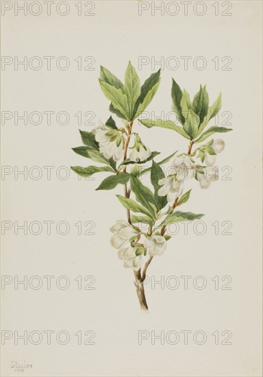 Rocky Mountain Rhododendron (Rhododendron albiflorum), 1901.