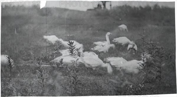 Geese at the Site of "Mending the Net," Gloucester, N.J., 1881.
