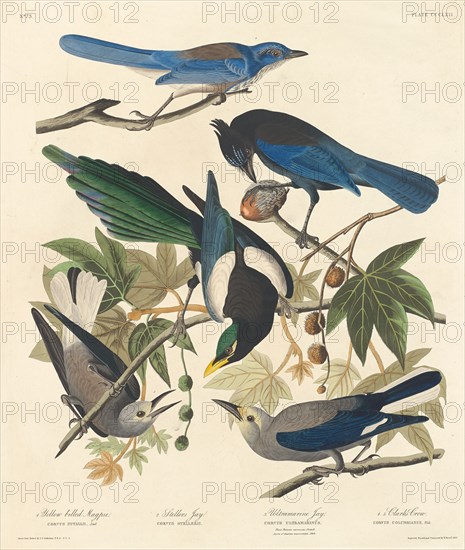 Yellow-billed Magpie, Stellers Jay, Ultramarine Jay and Clark's Crow, 1837.