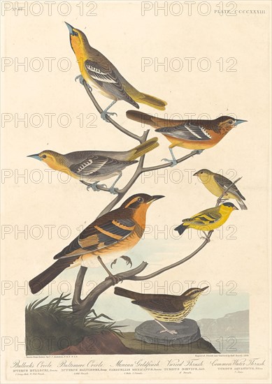 Bullock's Oriole, Baltimore Oriole, Mexican Goldfinch and Varied Thrush, 1838.