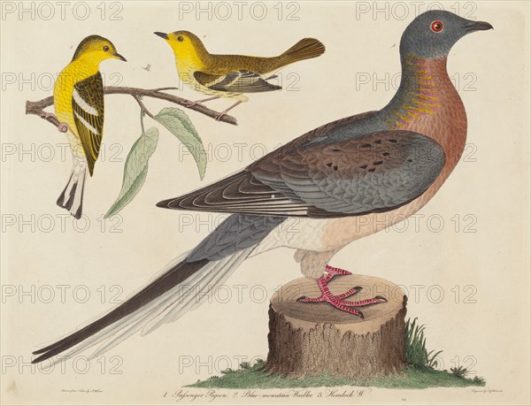 Passenger Pigeon, Blue-mountain Warbler, and Hemlock Warbler, published 1808-1814.