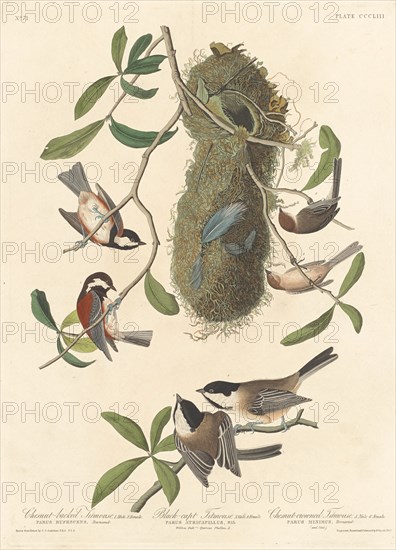 Chestnut-backed Titmouse, Black-capped Titmouse and Chestnut-crowned Titmouse, 1837.
