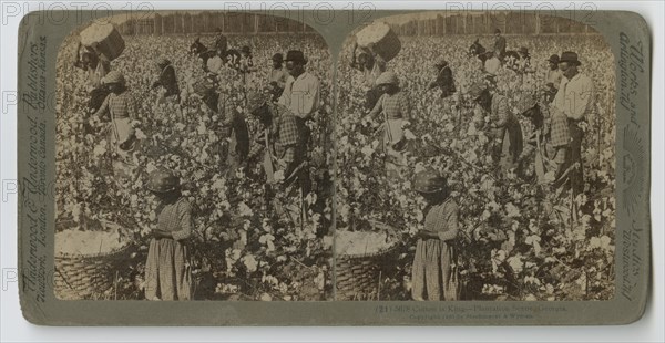 Cotton is King - Plantation Scene, Georgia, 1895. Creator: Strohmeyer & Wyman.