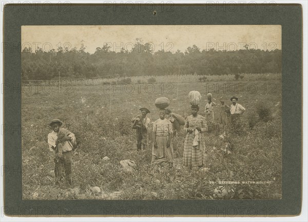 Gathering Watermelons, ca. 1895. Creator: A. W. Möller.