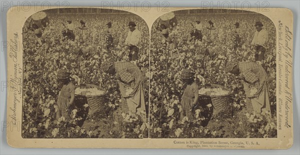 Cotton is King, Plantation Scene, Georgia, U. S. A., 1895. Creator: Strohmeyer & Wyman.