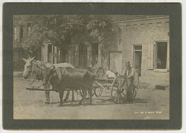 No. 50, Ox & Mule Team, ca. 1895. Creator: A. W. Möller.