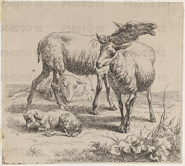 Three Sheep and a Lamb. Creator: Nicolaes Berchem.