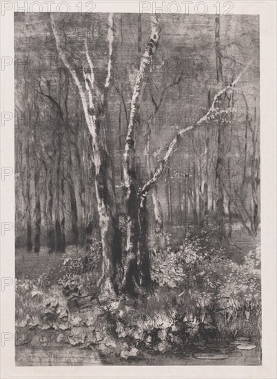 Woods in the Park near Monza, 1895. Creator: Mose, Bianchi.