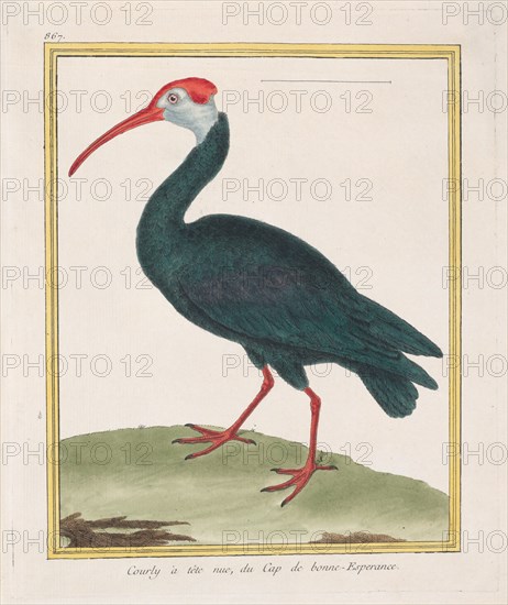 Courly à tête nu, du Cap de bonne Esperance (Bald Ibis from the Cape of Good Hope), 1770-86. Creator: François Nicolas Martinet.