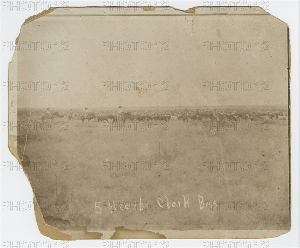 Photograph of men herding cattle in a field, early 20th century. Creator: Unknown.