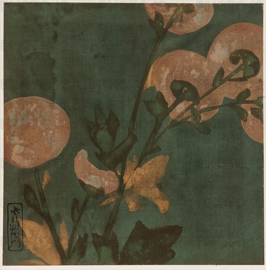 Chrysanthemums, Edo period, late 16th-early 17th century. Creator: Hon'ami Kôetsu.