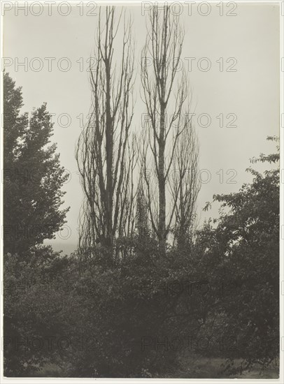 Poplars - Lake George, 1935. Creator: Alfred Stieglitz.