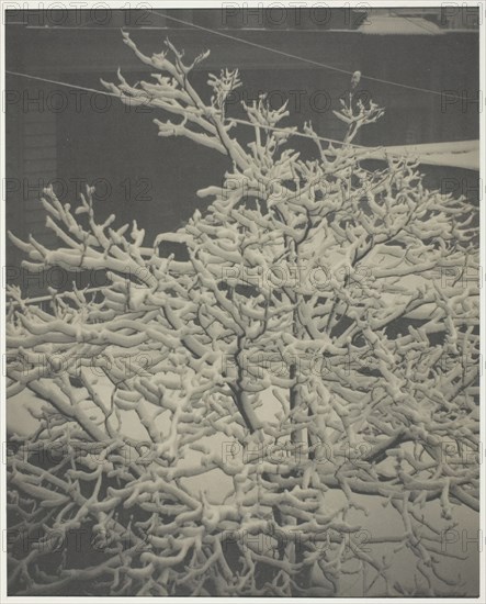 From the Back-Window "291" Snow-Covered Tree, Back-Yard, 1915. Creator: Alfred Stieglitz.