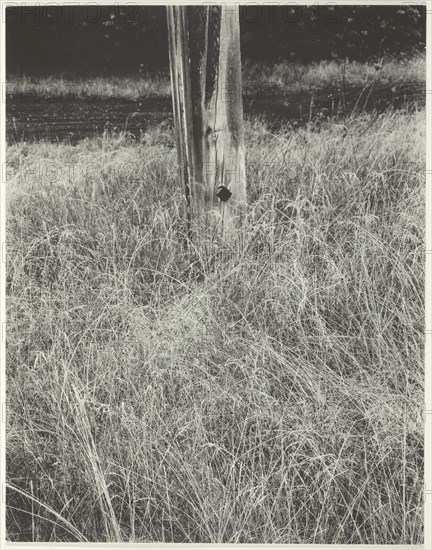 Grass and Flagpole, 1933. Creator: Alfred Stieglitz.