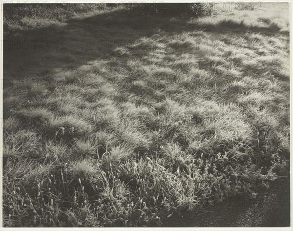 Grass and Frost, 1934. Creator: Alfred Stieglitz.