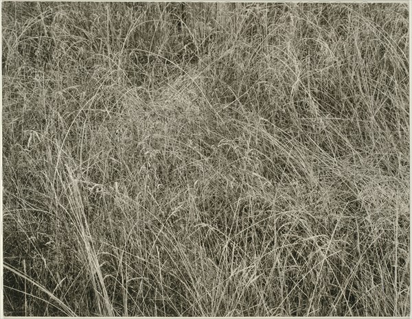 Grass, 1933. Creator: Alfred Stieglitz.