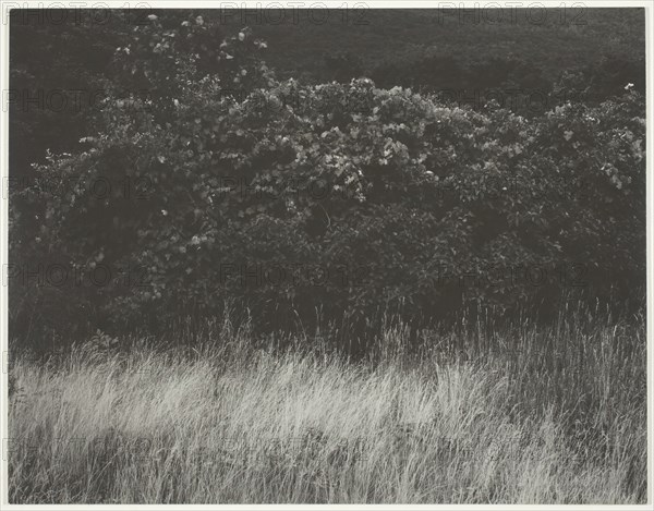 Hedge and Grasses - Lake George, 1933. Creator: Alfred Stieglitz.