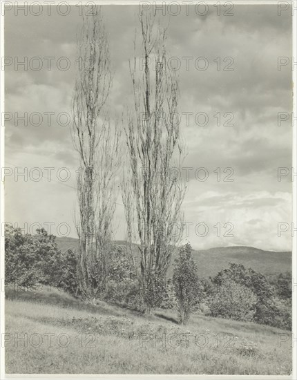 Poplars—Lake George, 1935. Creator: Alfred Stieglitz.