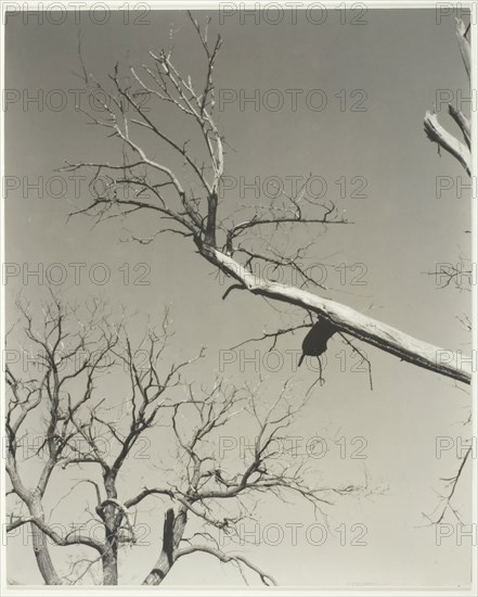 The Dying Chestnut Tree—My Teacher, 1927. Creator: Alfred Stieglitz.
