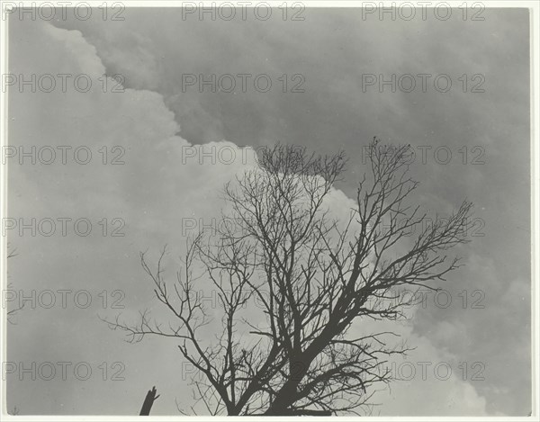 Tree Set 3, c. 1924. Creator: Alfred Stieglitz.