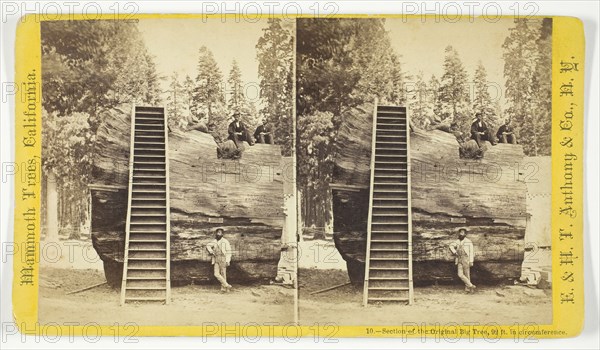 Section of the Original Big Tree, 92 ft. in circumference, 1870/71. Creator: Anthony & Company.