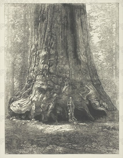 Copy of Carleton Watkins' "Galen Clark Before the Grizzly Giant", c. 1863. Creator: Carleton Emmons Watkins.