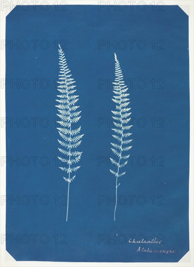 Untitled [ferns], c. 1850.  Creator: Unknown.