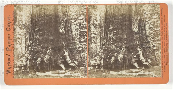 Section of the Grizzly Giant (tree), 33 ft. Diam., Mariposa Grove, Yosemite, 1861/76. Creator: Carleton Emmons Watkins.