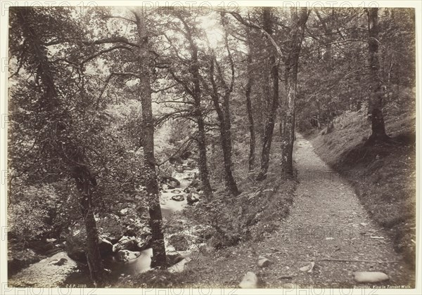 Dolgelley, View in Torrent Walk, 1860/94. Creator: Francis Bedford.