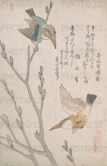 Kingfishers and Pussy-willow, 19th century. Creator: Kubo Shunman.