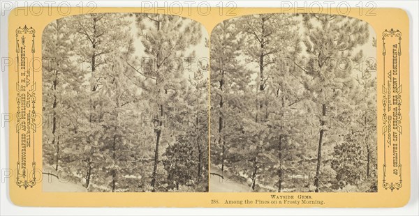 Among the Pines on a Frosty Morning, 1870/89. Creator: Henry Hamilton Bennett.