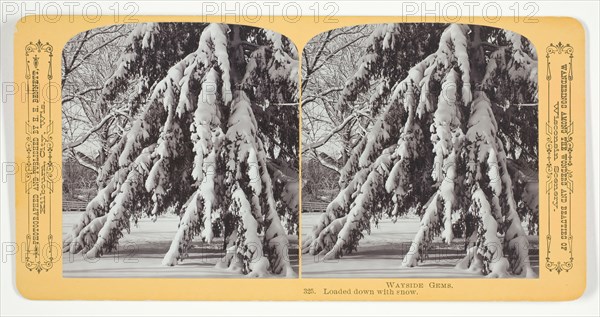 Loaded down with snow, 1870/89. Creator: Henry Hamilton Bennett.