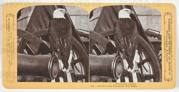 Old Abe - the Wisconsin War Eagle, c. 1875. Creator: Henry Hamilton Bennett.