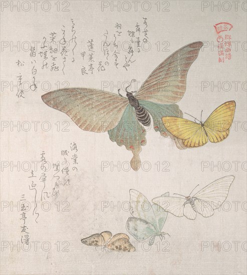 Various moths and butterflies, 19th century. Creator: Kubo Shunman.