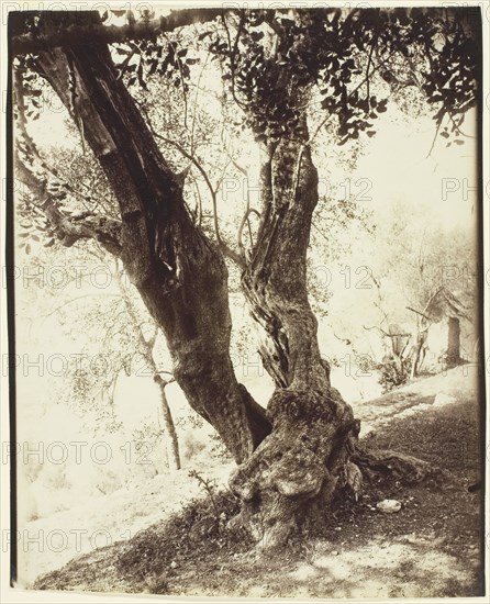Olivier, Nice (Olive Tree, Nice), c. 1900. Creator: Eugene Atget.