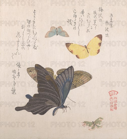 Various moths and butterflies, 19th century. Creator: Kubo Shunman.