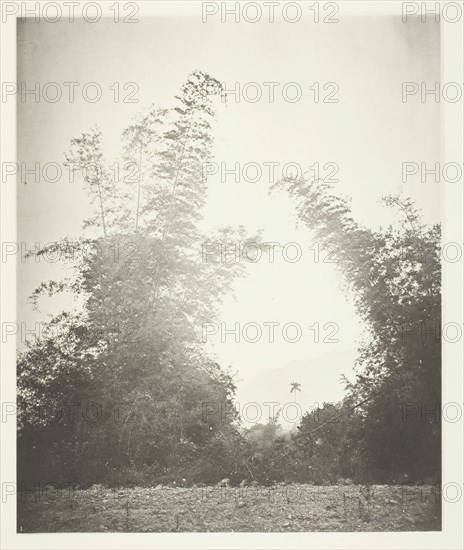 Bamboos at Baksa, Formosa, c. 1868. Creator: John Thomson.