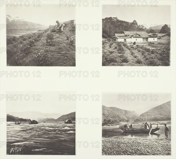 The Tea Plant; The Tea Plant; Yenping Rapids; A Small Rapid Boat, c. 1868. Creator: John Thomson.