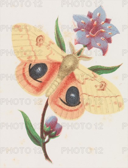 Sulfur Peacock Moth, 1862. Creator: Louis Prang.