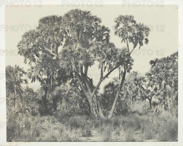 Palmiers Doums, Haute-Egypte, 1849/51, printed 1852. Creator: Maxime du Camp.