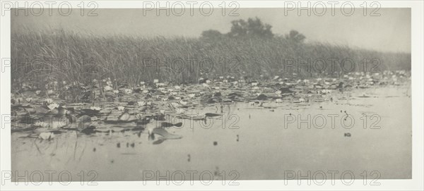 Water-Lilies, 1886. Creator: Peter Henry Emerson.