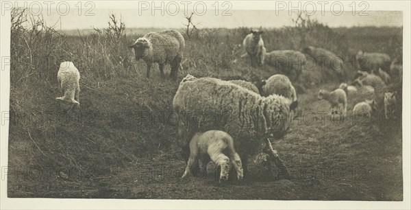 A March Pastoral (Suffolk), c. 1883/87, printed 1888. Creator: Peter Henry Emerson.