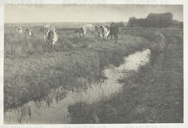 Cattle on the Marshes, 1886. Creator: Peter Henry Emerson.