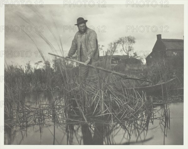 Cutting the Gladdon, 1886. Creator: Peter Henry Emerson.