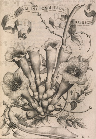 Gelsiminvm indicvm flore phoeniceo, 1633. Creator: Johann Friedrich Greuter.