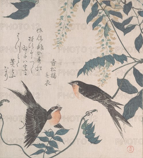Swallows and Wisteria, 19th century. Creator: Kubo Shunman.