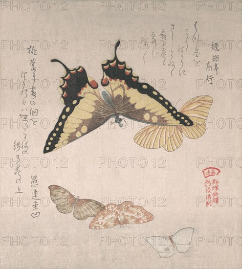 Various moths and butterflies, 19th century. Creator: Kubo Shunman.