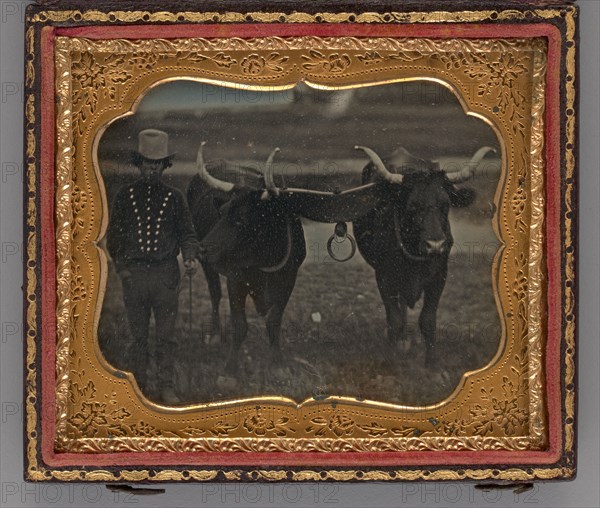 Untitled (Portrait of Man with Two Oxen), 1852. Creator: Unknown.