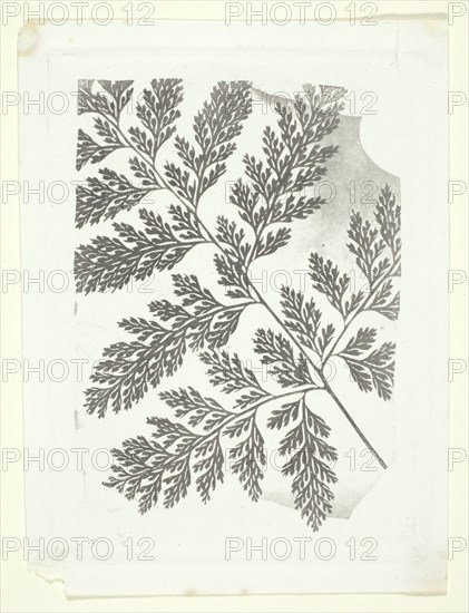Branch of a Fern, c. 1853/58. Creator: William Henry Fox Talbot.