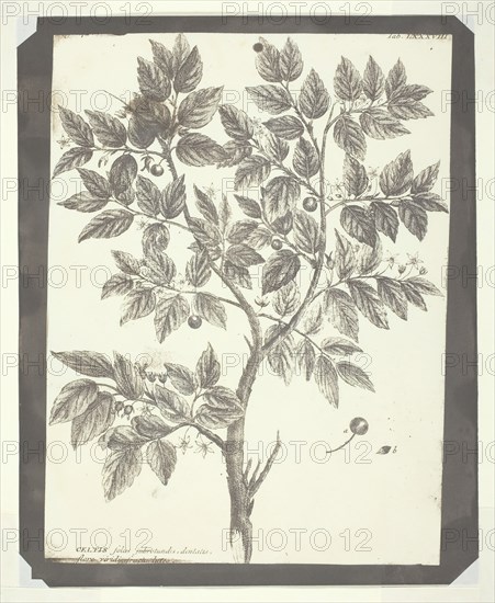Copy of Botanical Engraving of "Celtis", 1840/45. Creator: William Henry Fox Talbot.